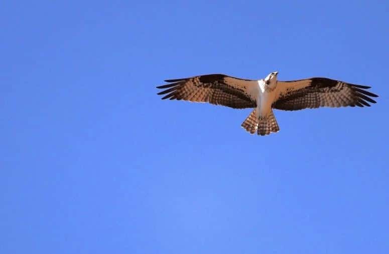 Professional aerial photograph of a bird  