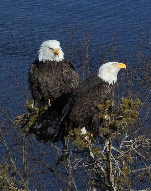 Professional drone photograph of two eagles