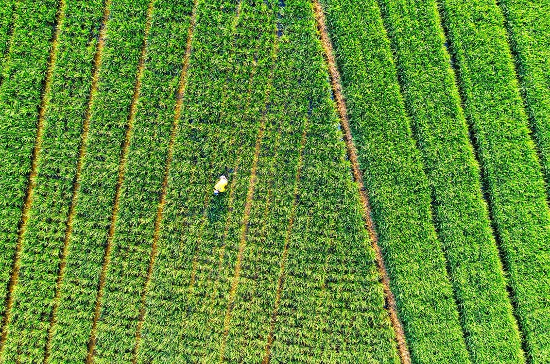 Aerial drone view of crop rows in a field with a farmer working among the plants.