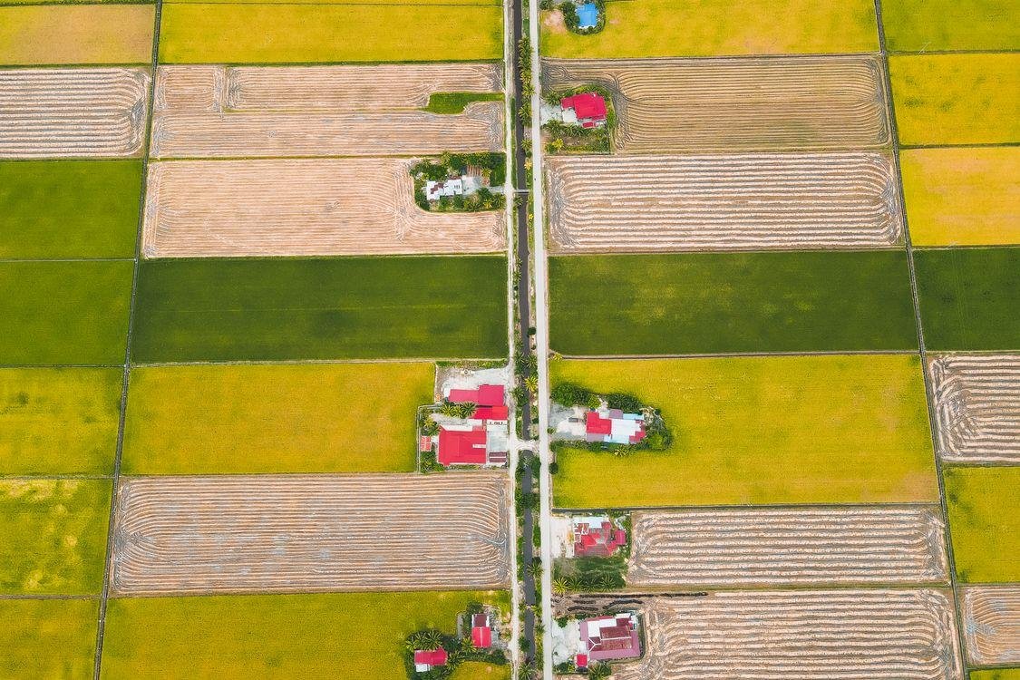 Aerial drone view of patchwork rice fields at varying growth stages alongside a rural road and farmhouses
